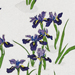 Teru Kuzuhara Gallery
